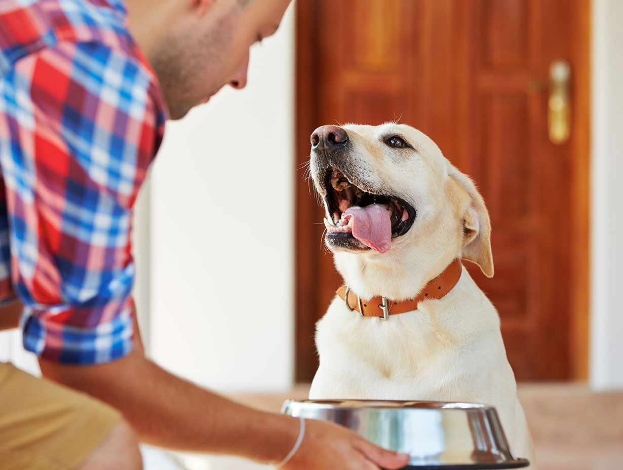 Full Enjoyment of Healthy Pets with Pleasure