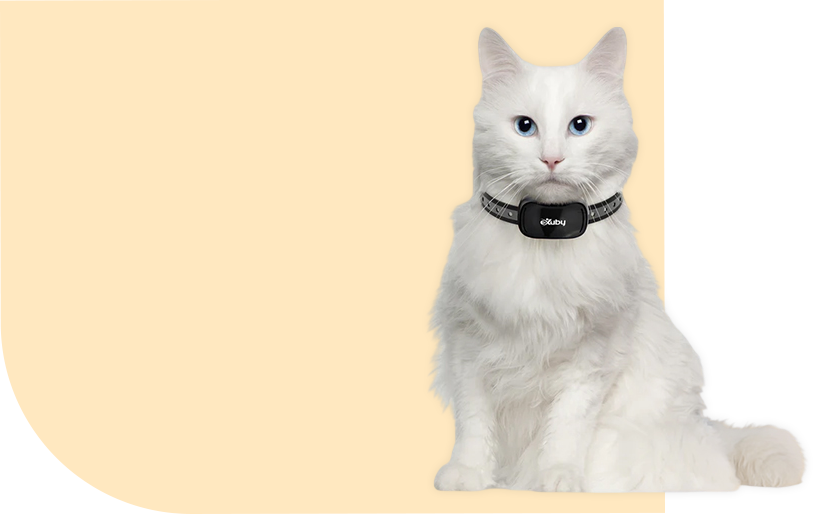 Healthy Pet Life
